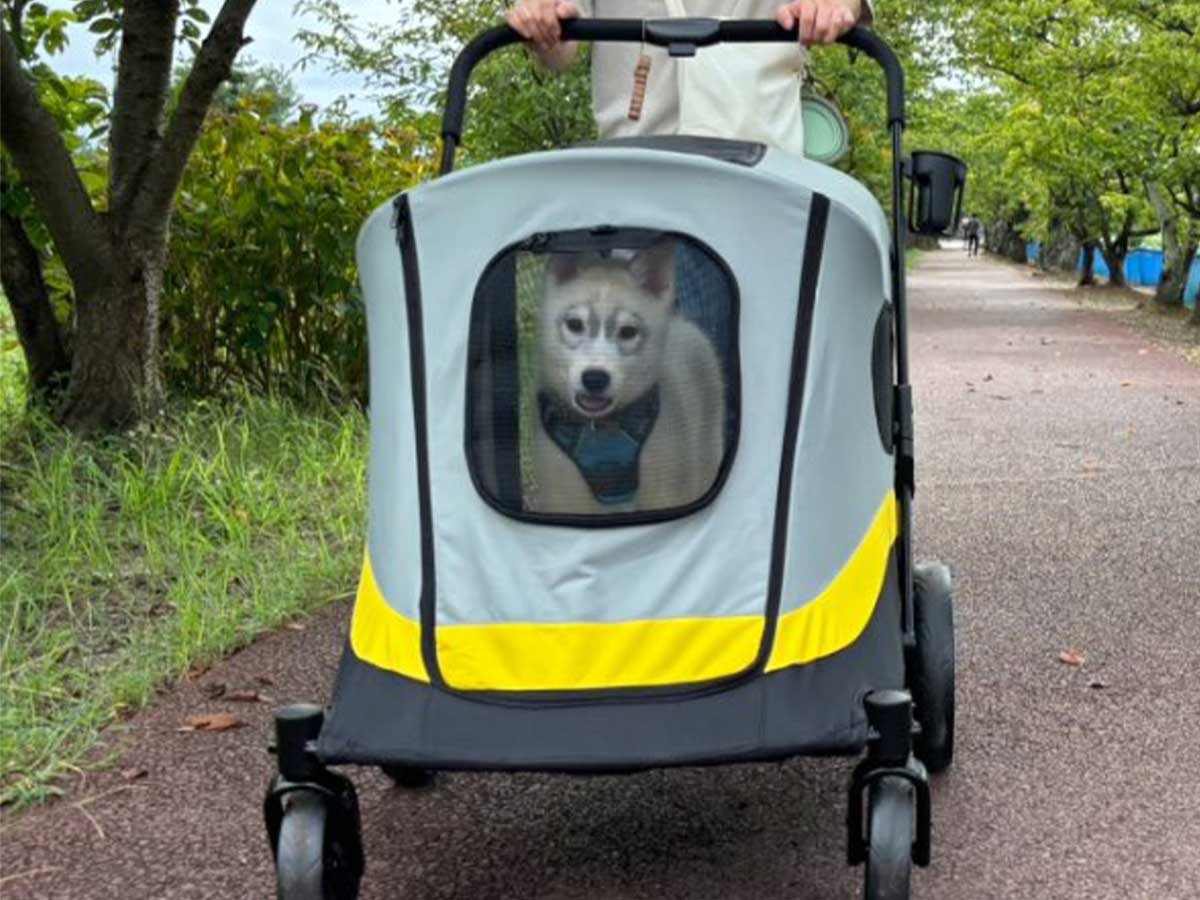 犬の画像