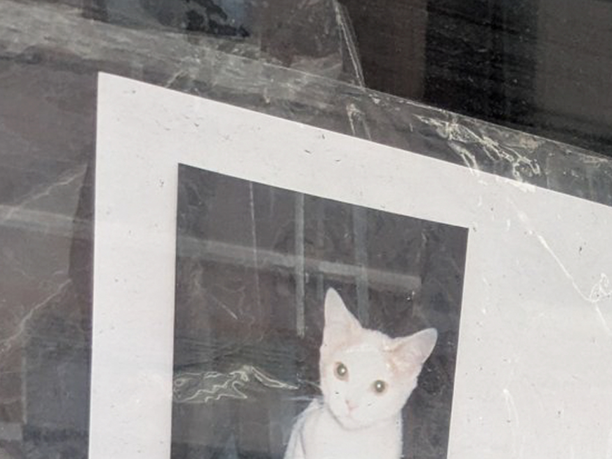 猫の貼り紙の写真