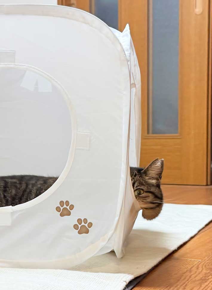 猫の画像
