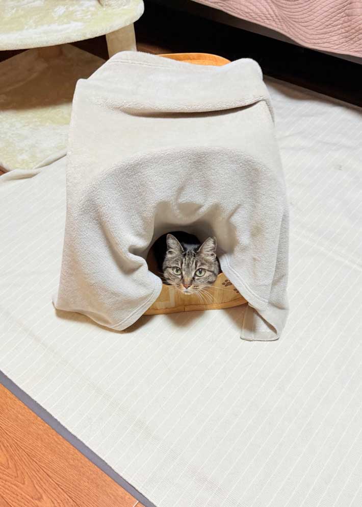 猫の画像