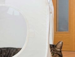 猫の画像