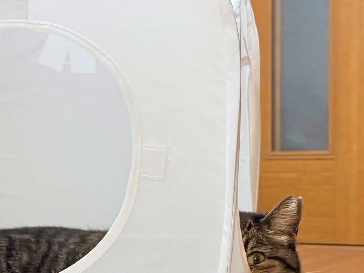猫の画像