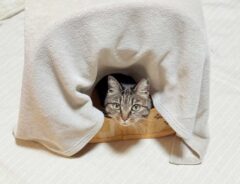 猫の画像