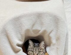 猫の画像