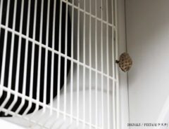 室外機にできたハチの巣