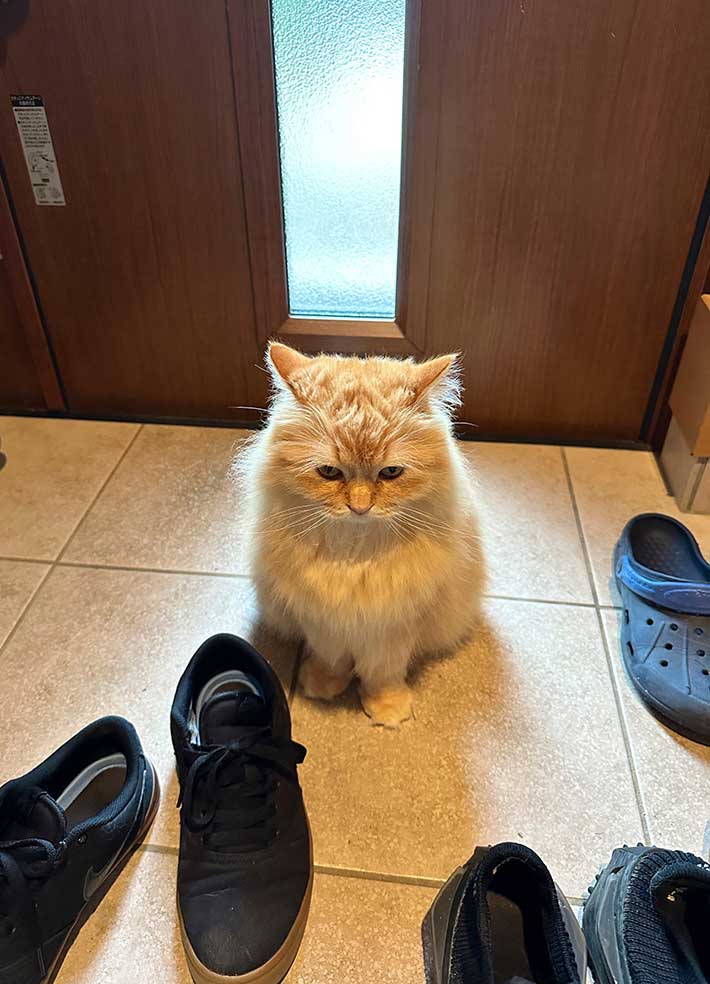 猫の写真