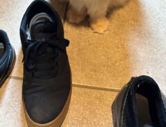 猫の写真