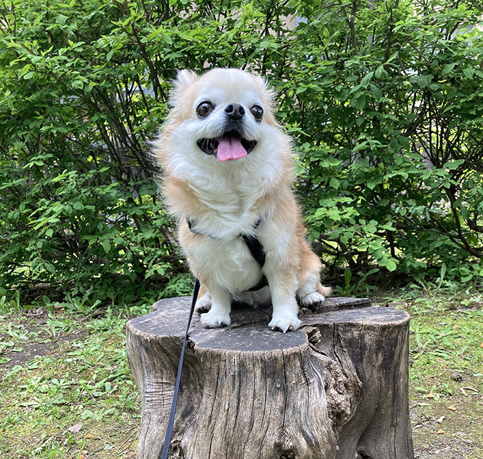 チワワの写真