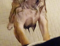 チワワの写真