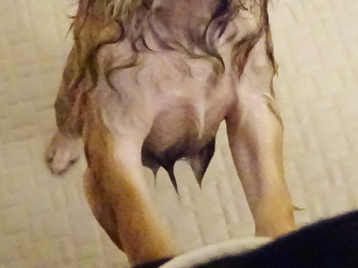 チワワの写真