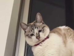 猫の写真