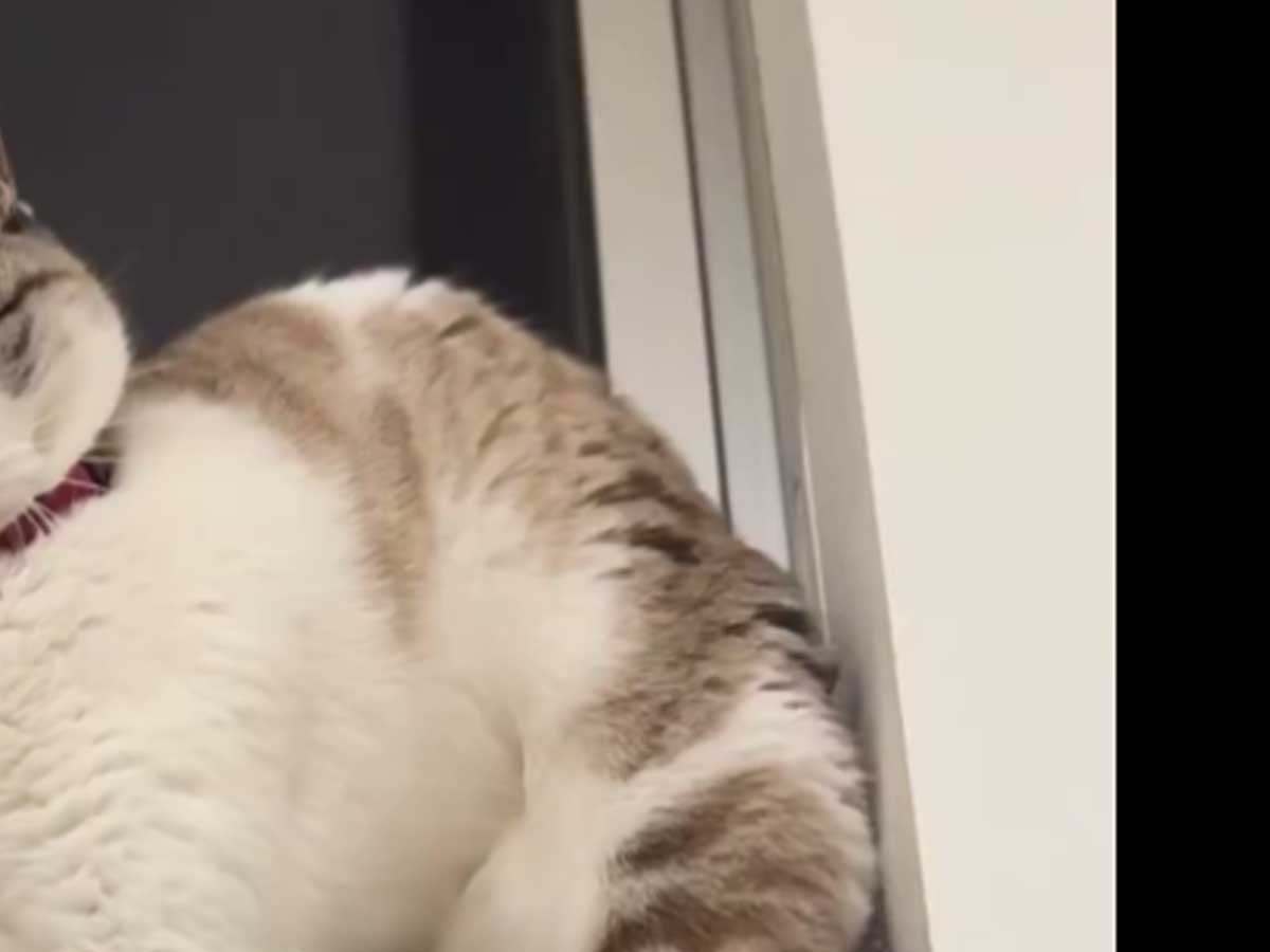 猫の写真