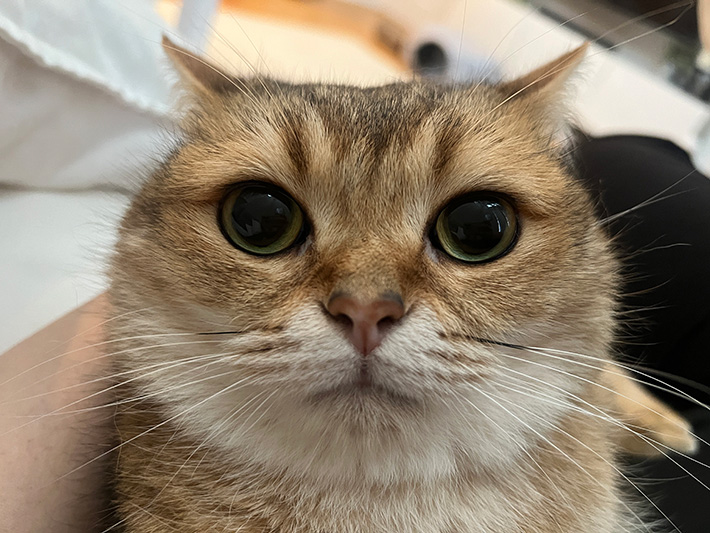 猫の顔