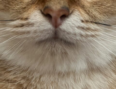 猫の顔