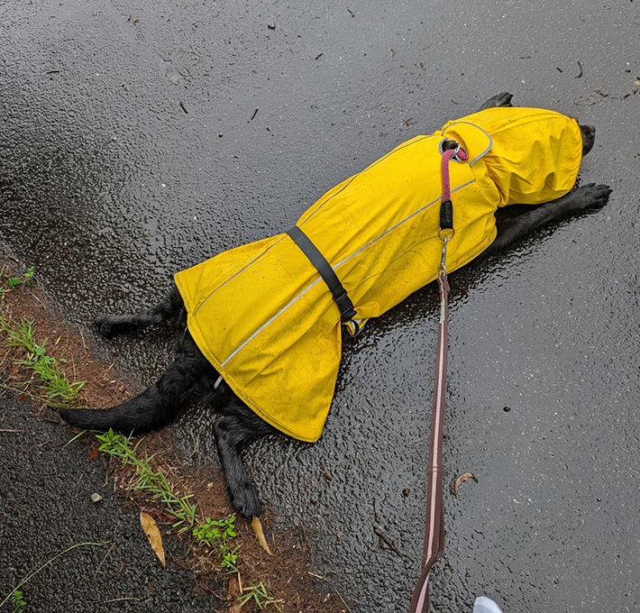 カッパを着た犬の写真
