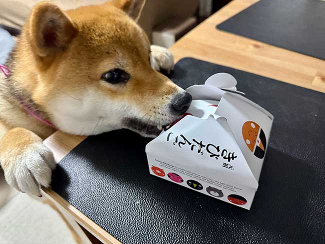 柴犬