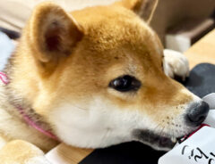 柴犬