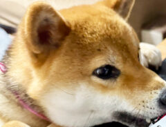柴犬