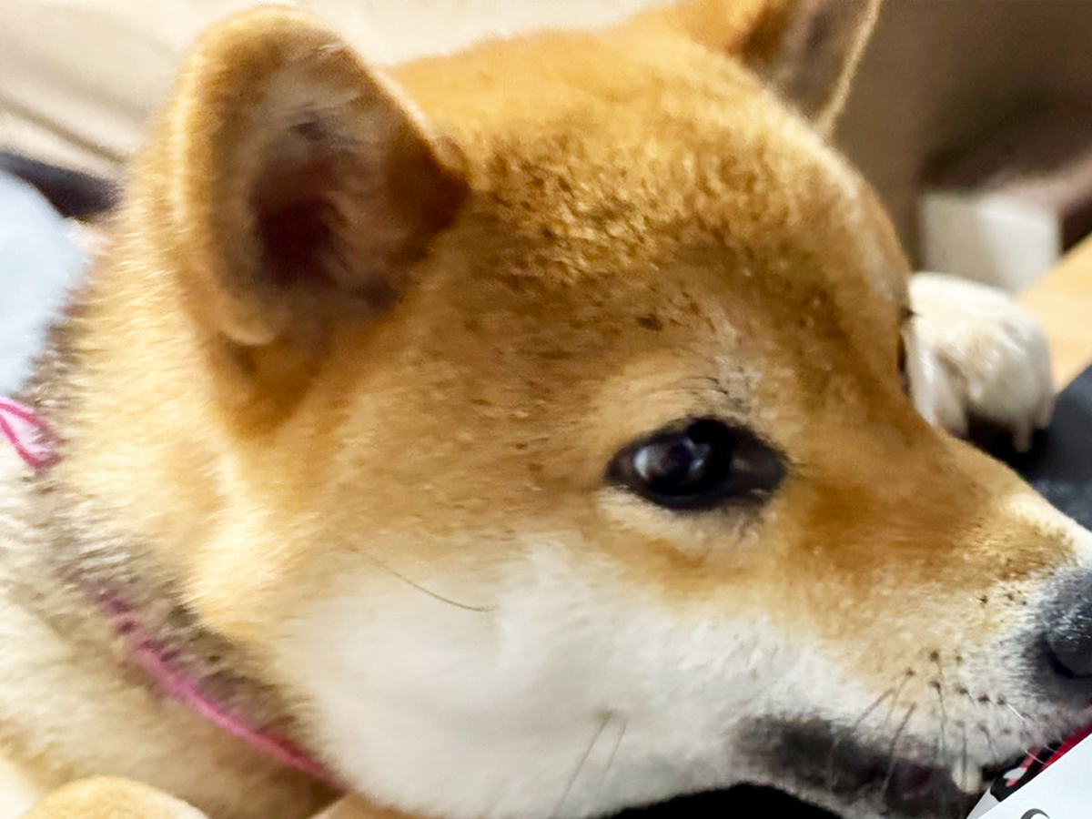 柴犬