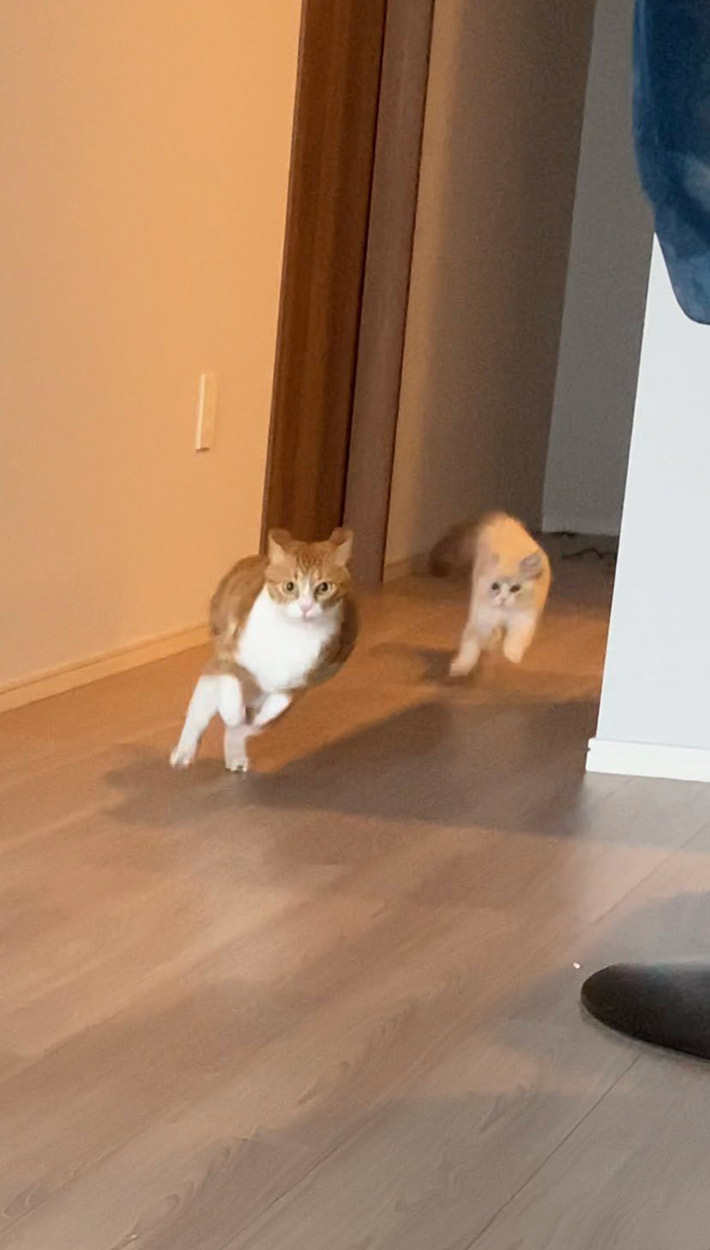 猫のラテちゃん、クレマちゃん