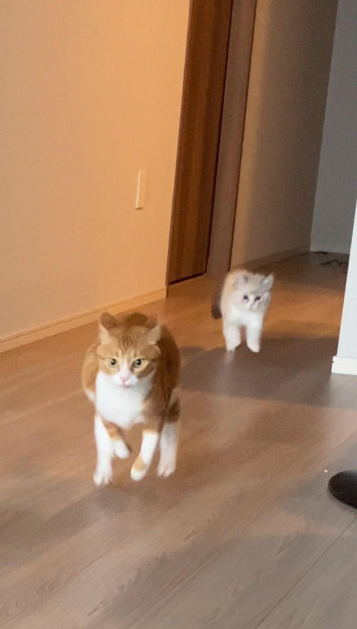 猫のラテちゃん、クレマちゃん