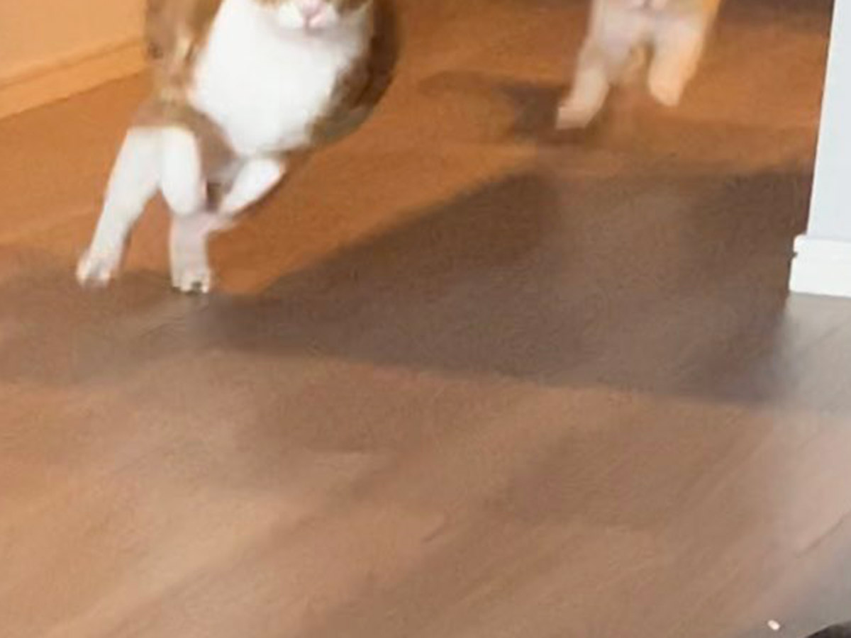 猫のラテちゃん、クレマちゃん