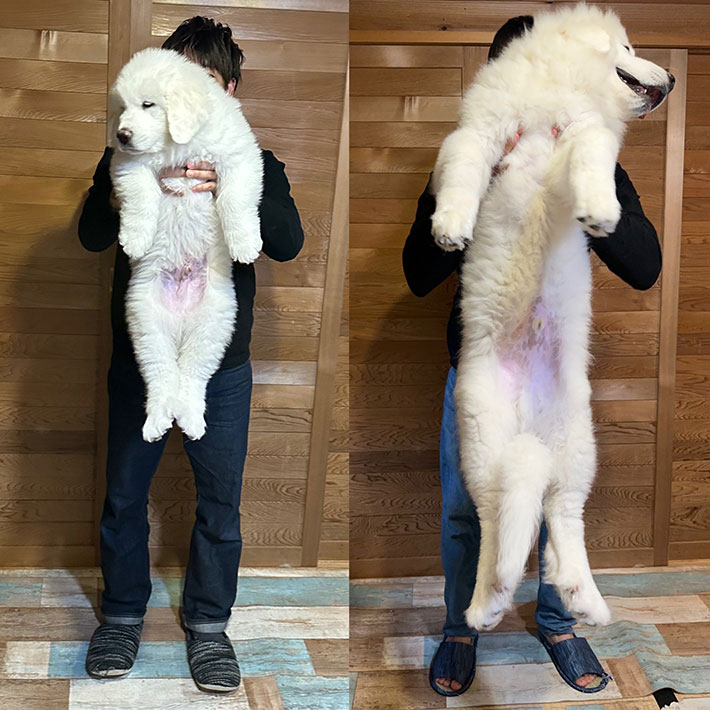 グレートピレニーズ