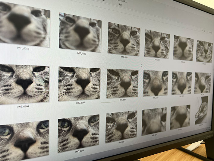 猫のドアップ