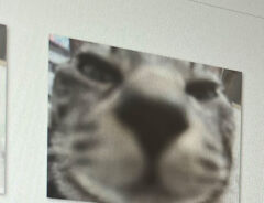 猫のドアップ