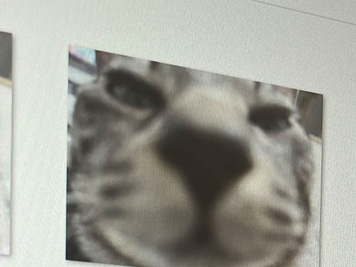 猫のドアップ