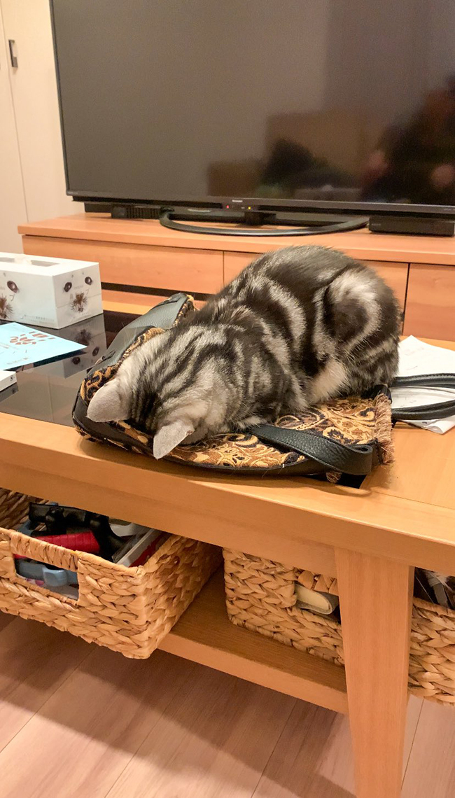 猫