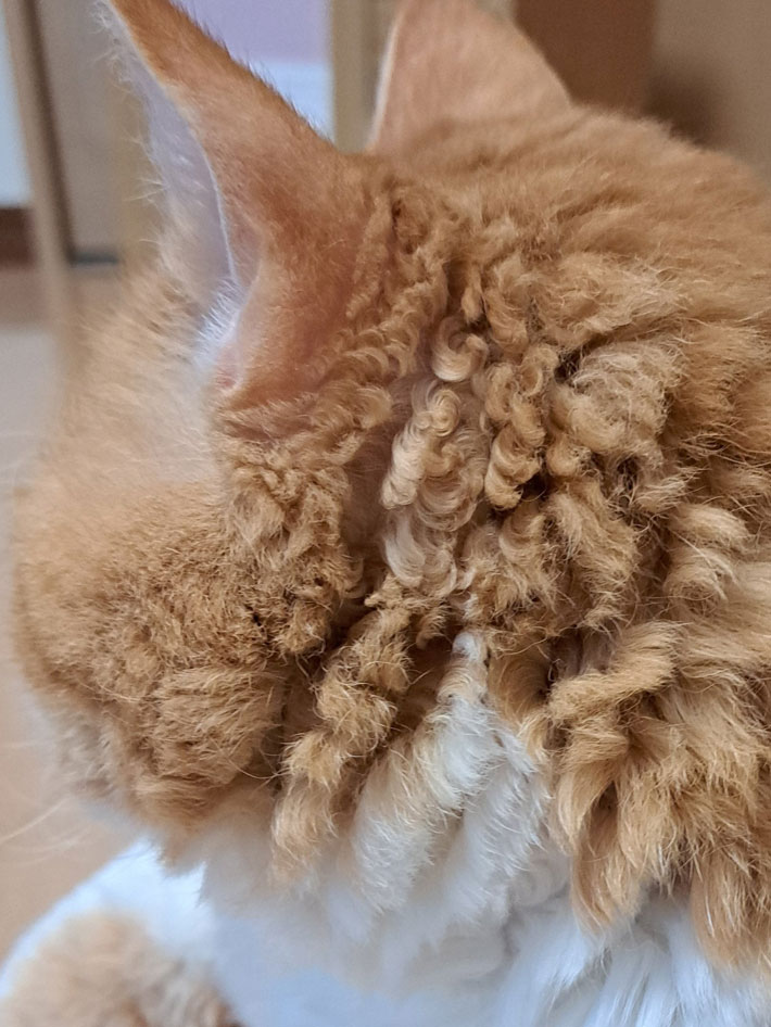 耳の裏の毛が強くカールした猫