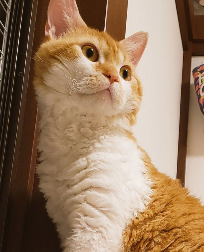 ヒゲも巻き毛の猫