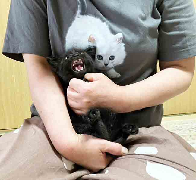 猫
