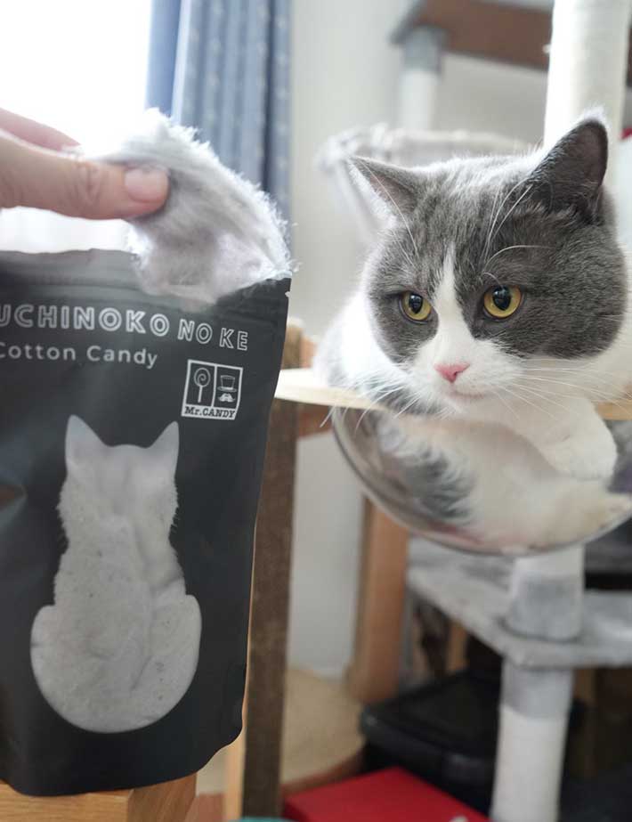 猫の写真