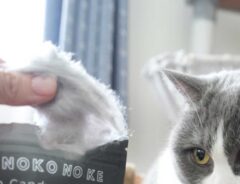 猫の写真