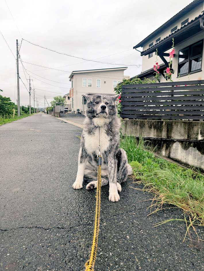 秋田犬の写真