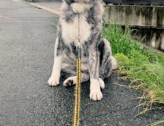 秋田犬の写真