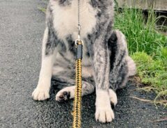 秋田犬の写真