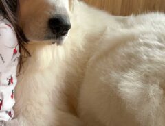 犬の写真