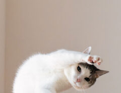 ポーズを決める猫