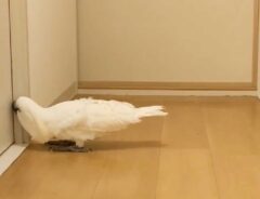 ドアを覗こうとするオウム