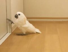 ドアを開けようとするオウム