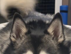 犬の写真