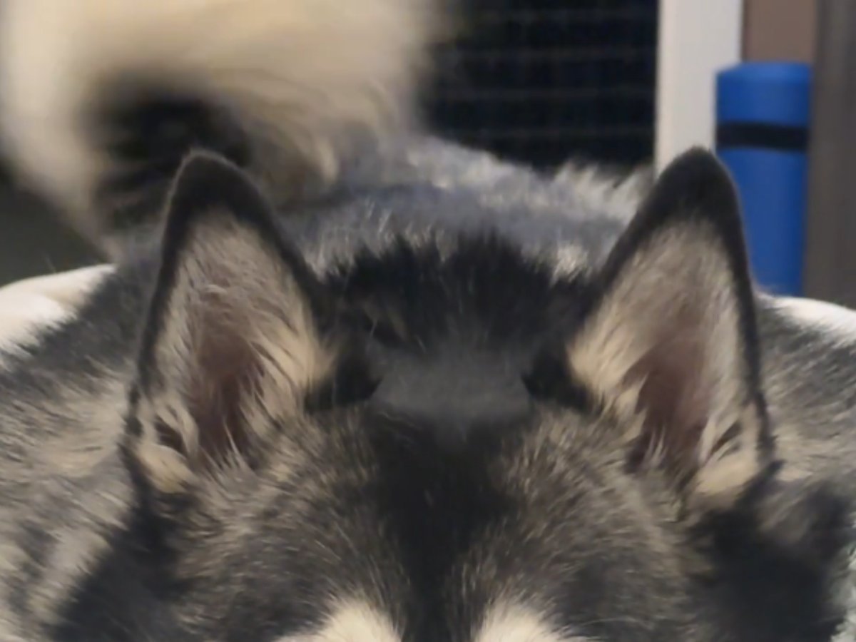 犬の写真