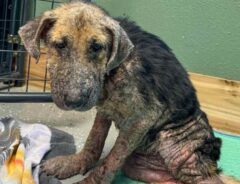 ボロボロの体の保護犬の写真