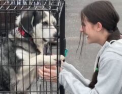 保護犬と少女