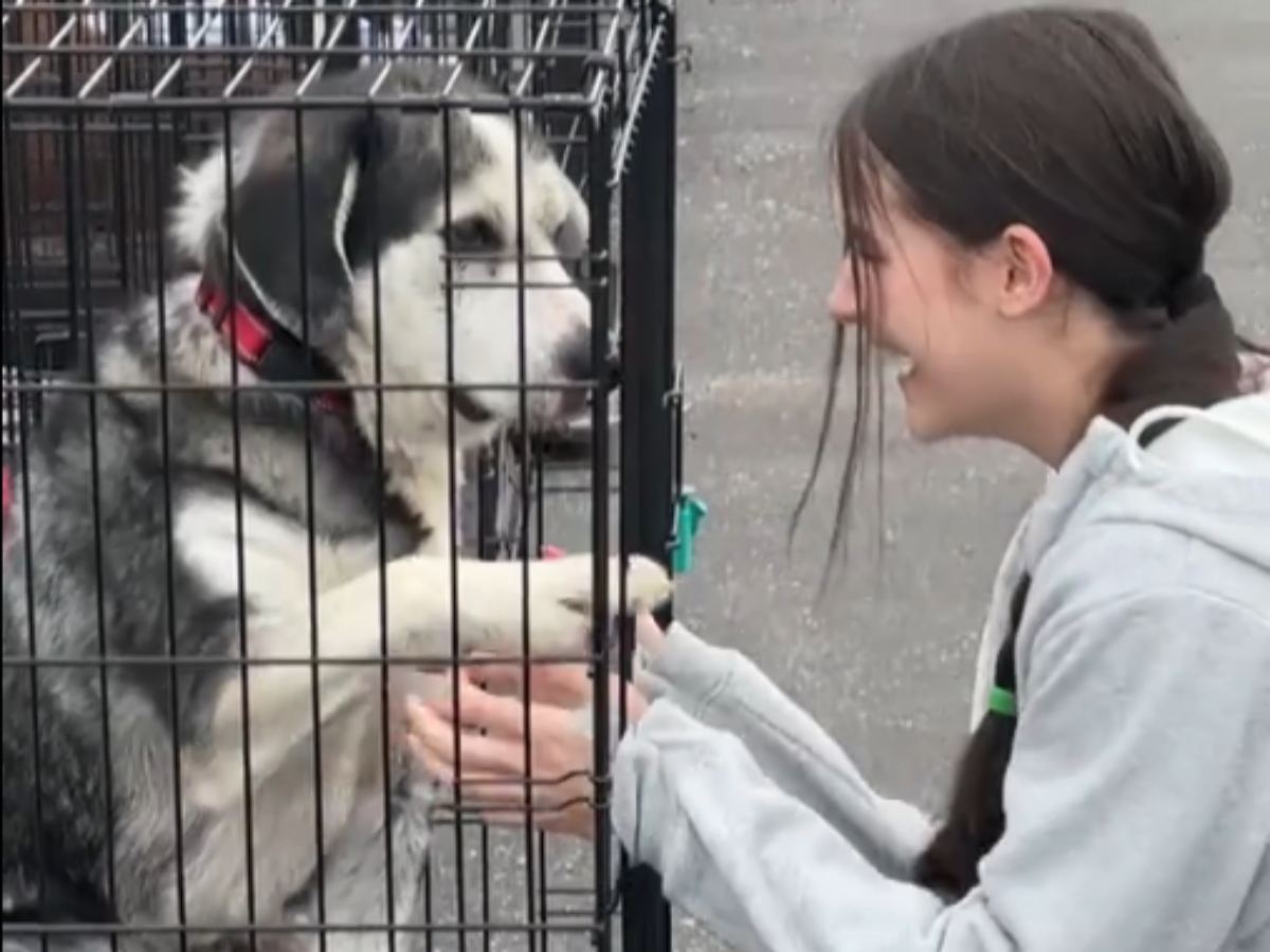 保護犬と少女