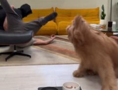 襲われている飼い主を見ている犬の写真