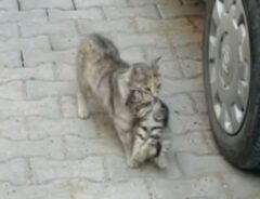 子猫をくわえた母猫の写真